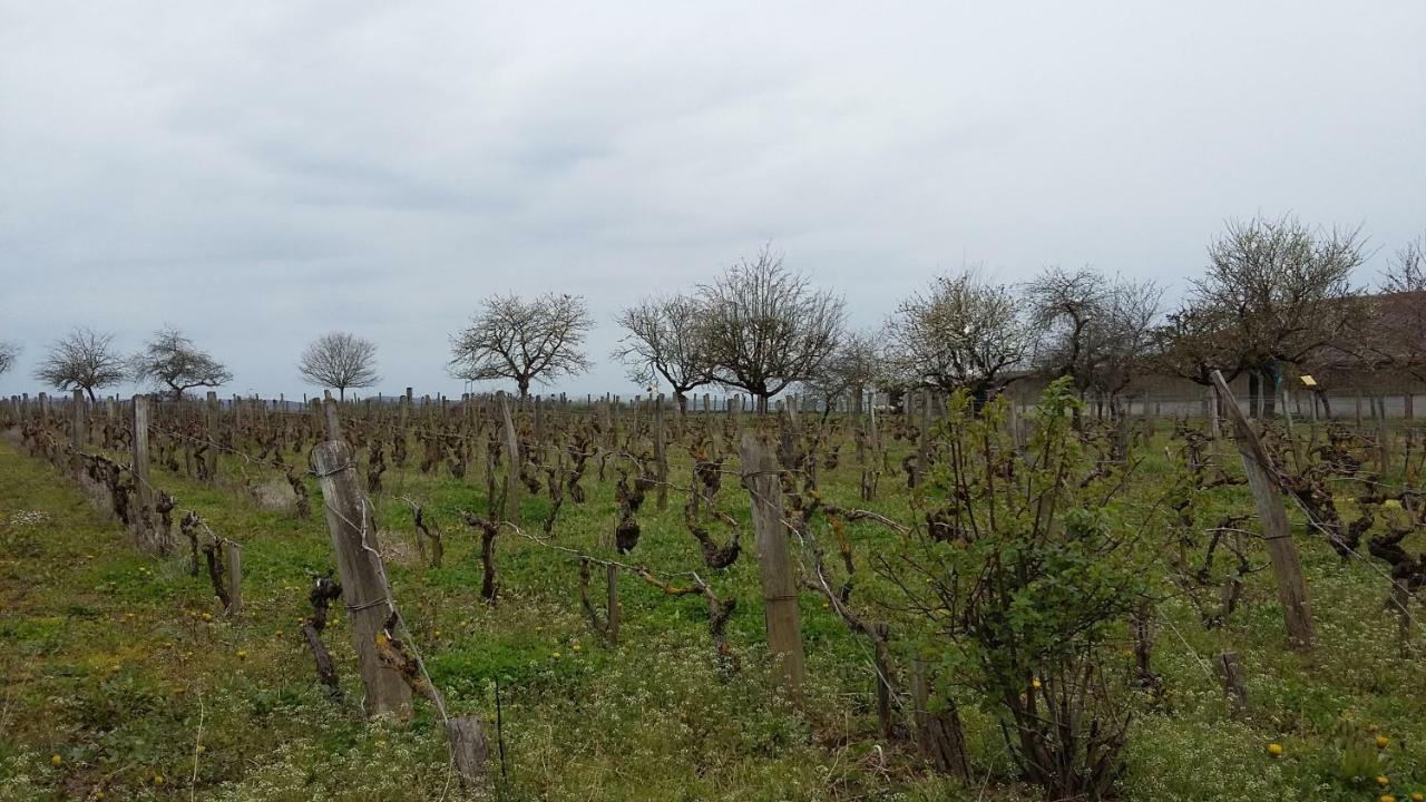 La Chagnelotte Apartment Farges-les-Chalon ภายนอก รูปภาพ